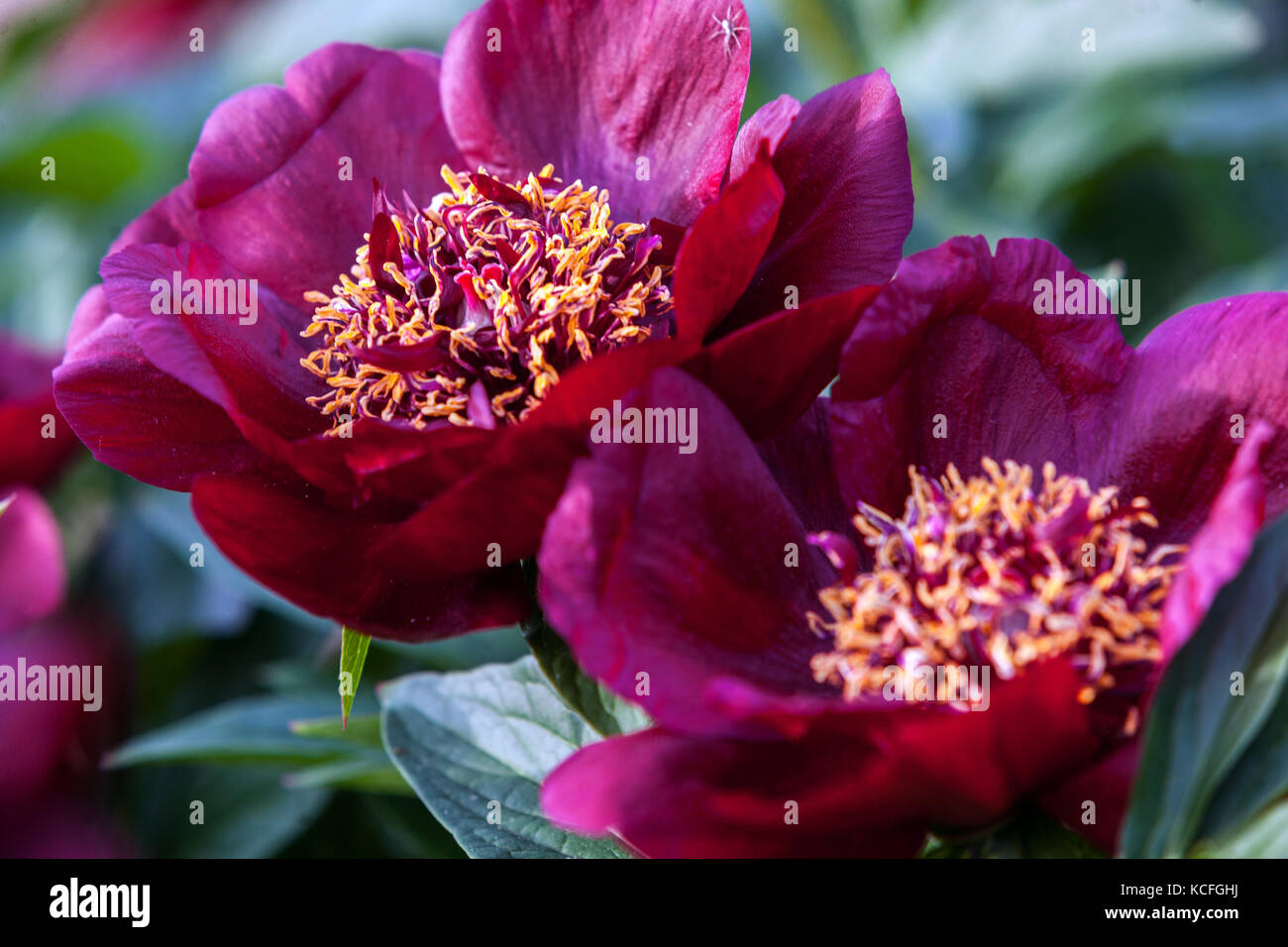 Paeonia 'Chocolate soldier', Red Peony Stock Photo