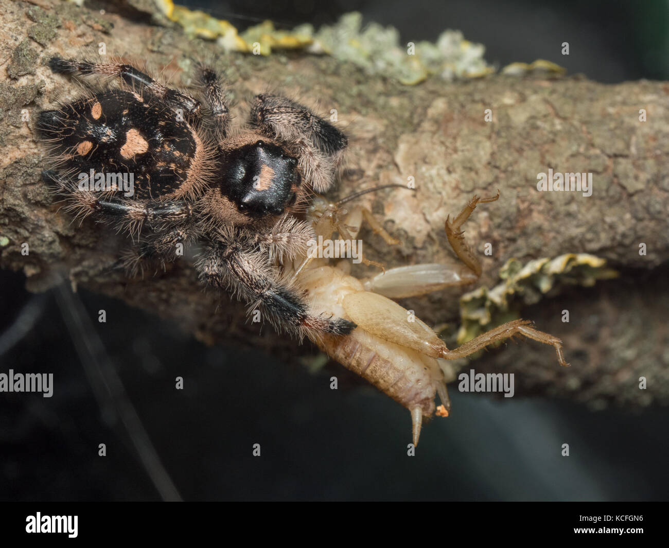A close up of Phidippus regius eating a cricket Stock Photo
