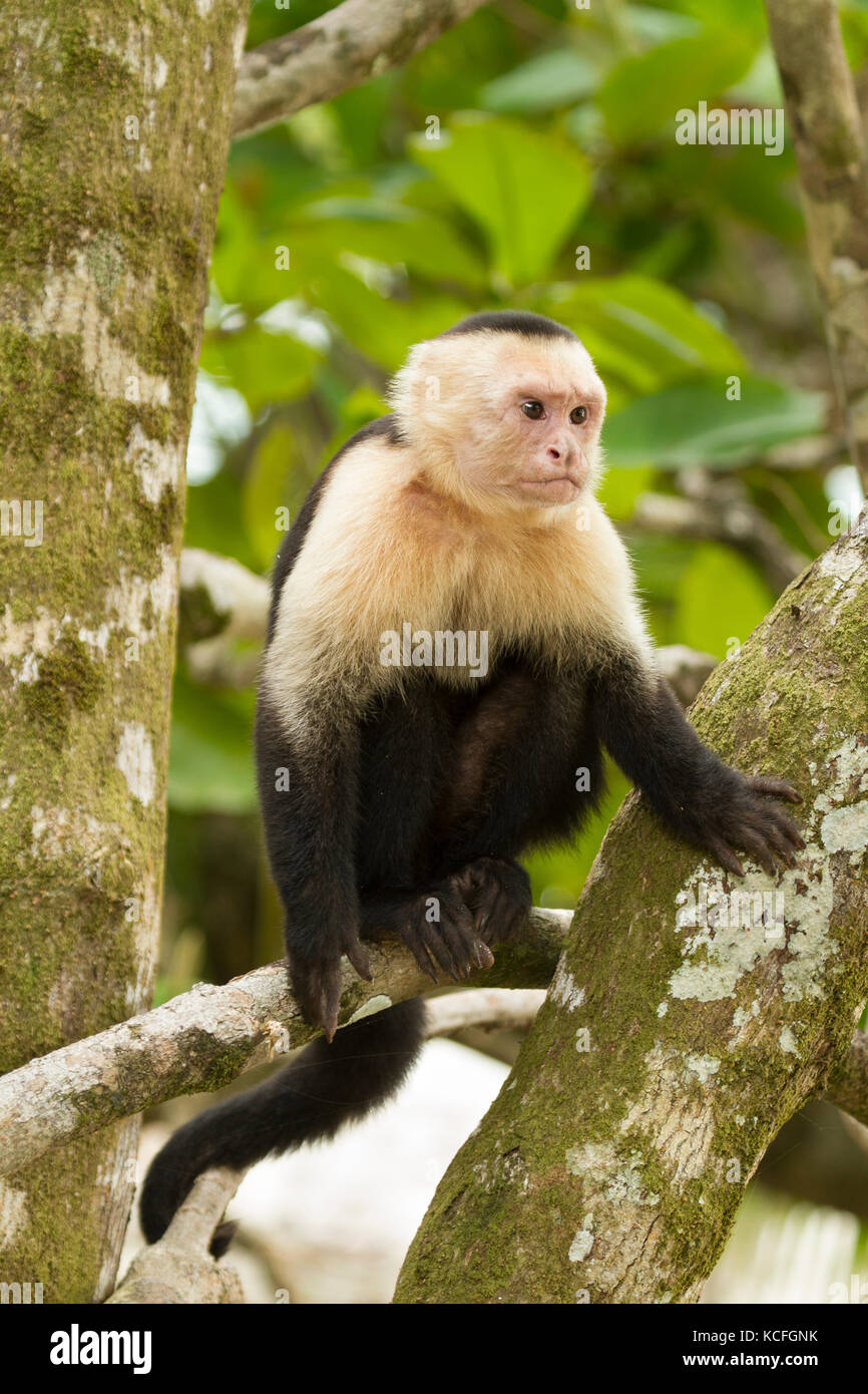 White-faced Capuchin Monkey, Cebus capucinus, Costa Rica, Central America Stock Photo