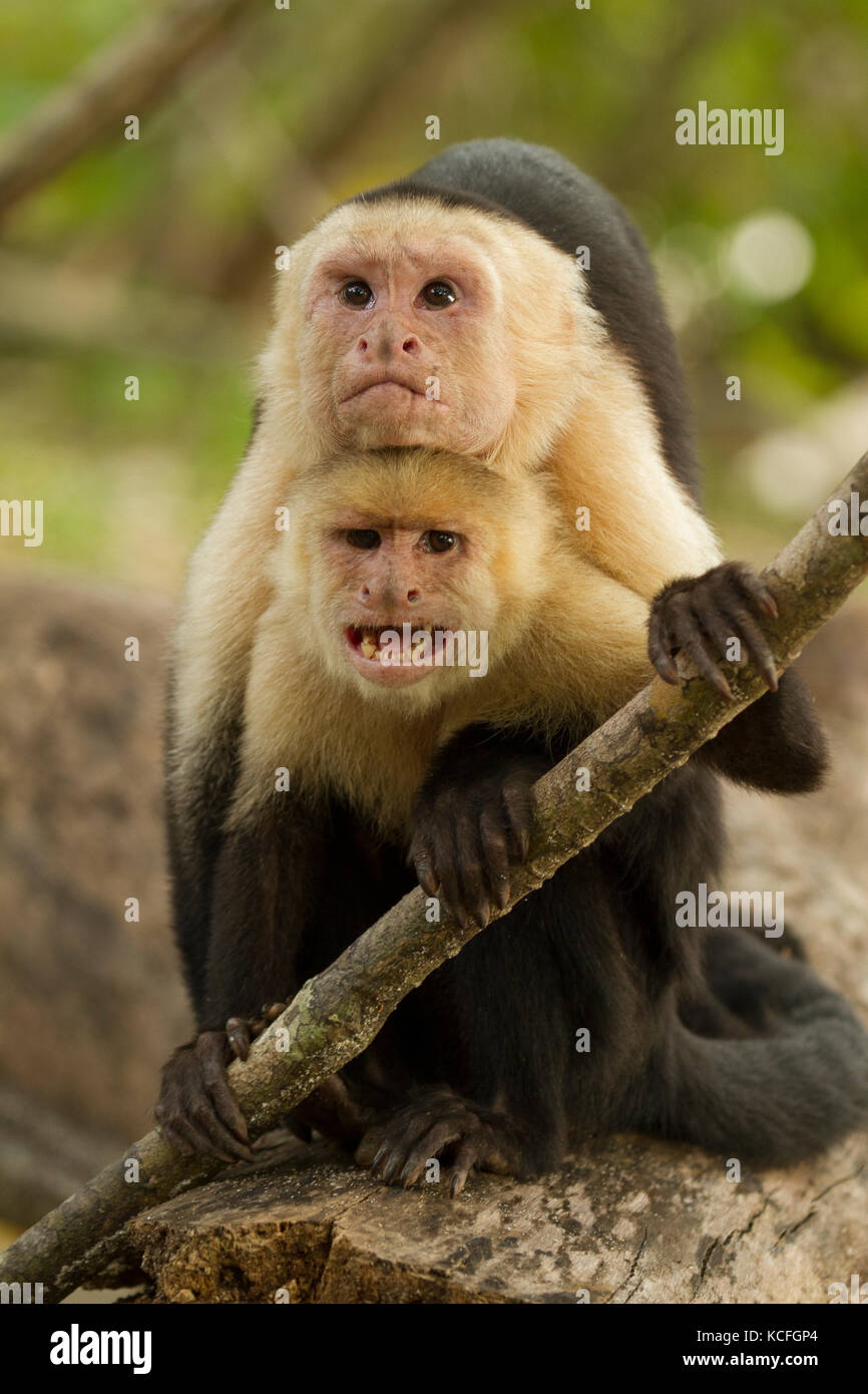 White-faced Capuchin Monkey, Cebus capucinus, Costa Rica, Central America Stock Photo