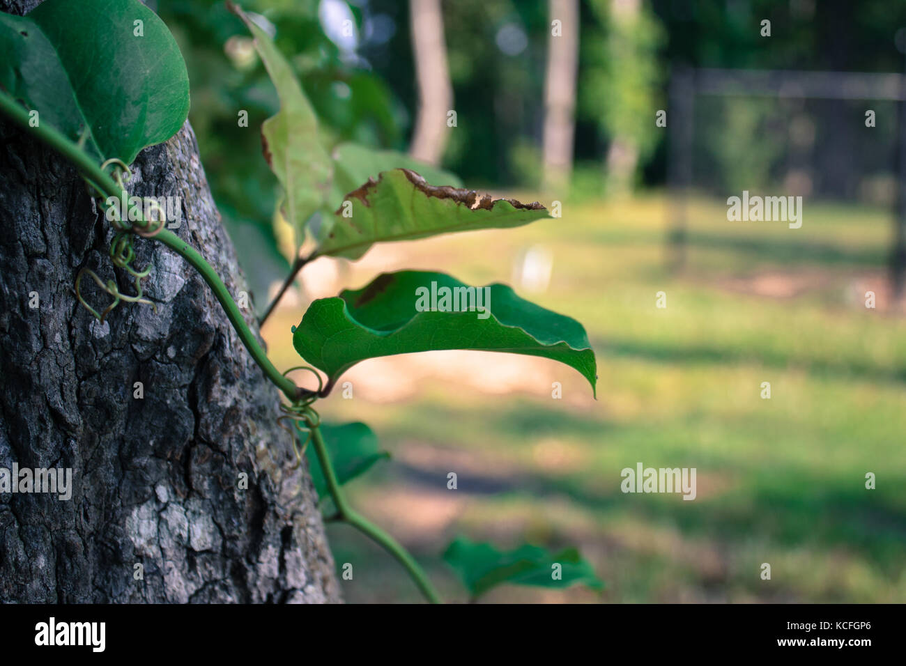 Leaves around the edges hi-res stock photography and images - Alamy