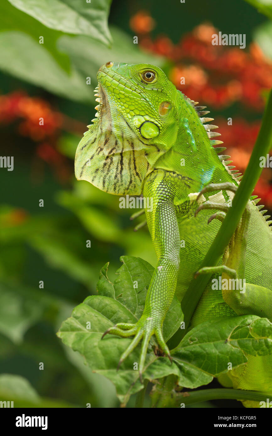 Green Iguana, Iguana iguana,  Costa Rica, Central America Stock Photo