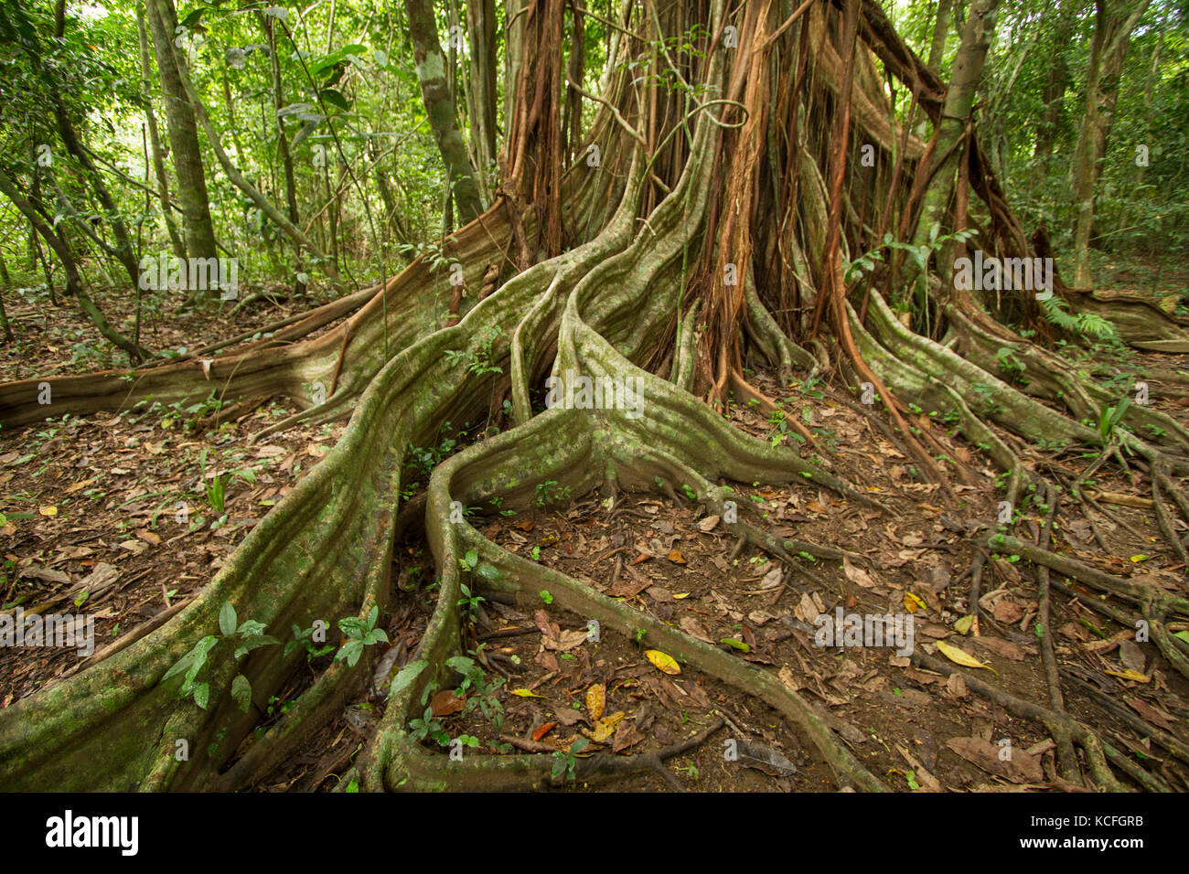 Strangler Fig, Osa Peninsula, Central America, Costa Rica Stock Photo