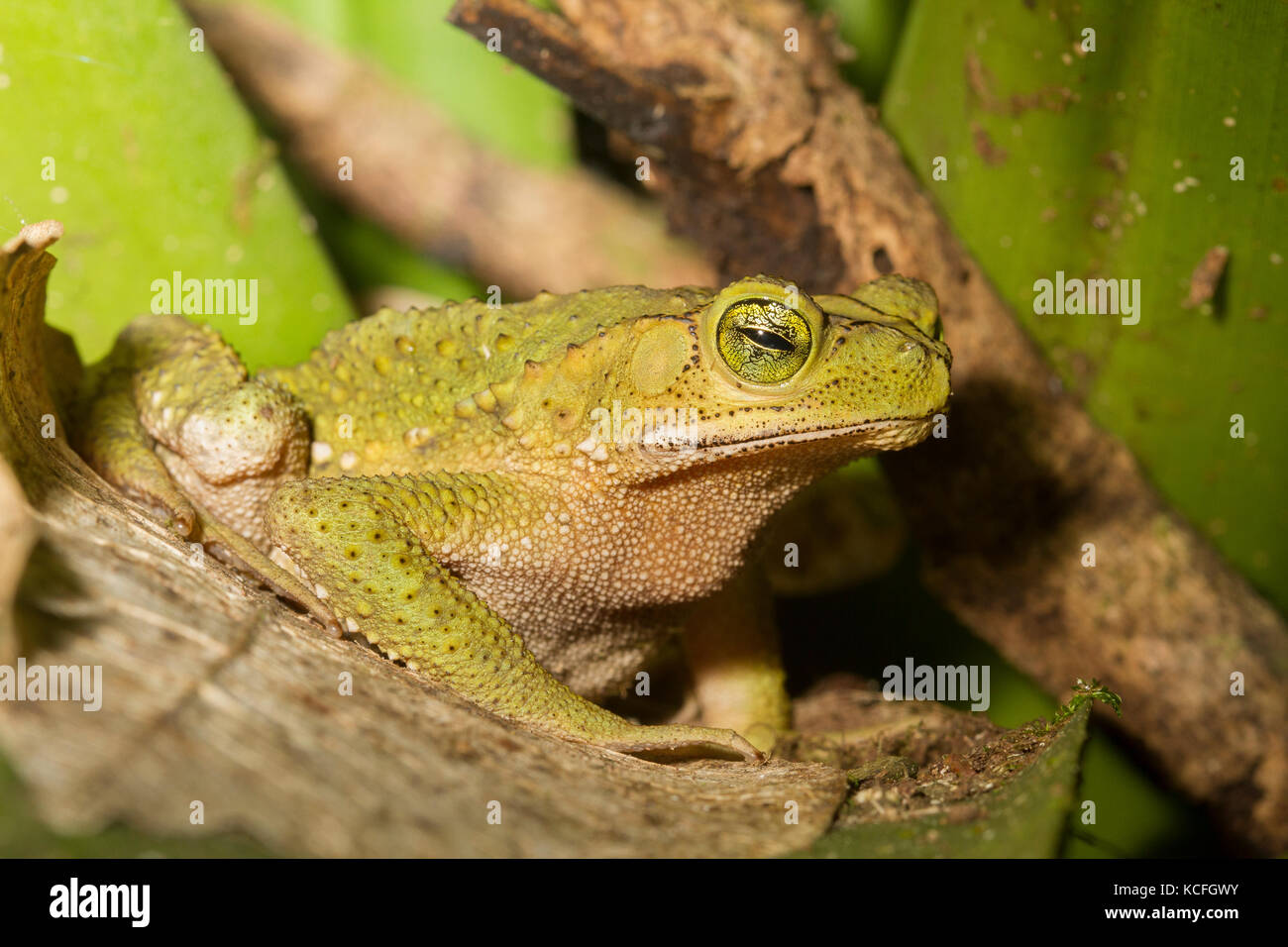 amphibian, Central America, Green Climbing  Toad, Costa Rica, Incillius coniferus Stock Photo