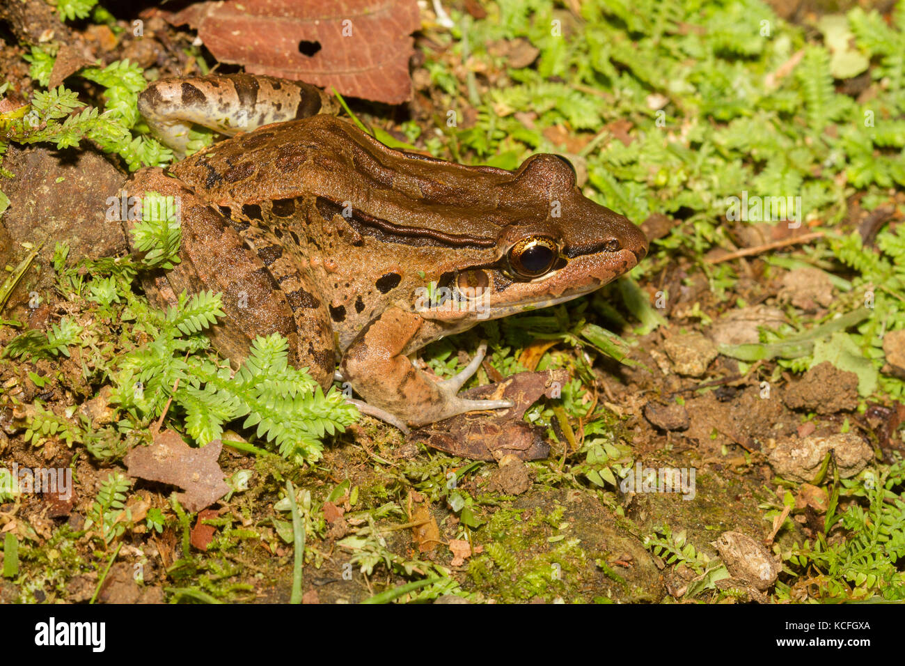 Bolivian frog, Central America, Costa Rica Stock Photo