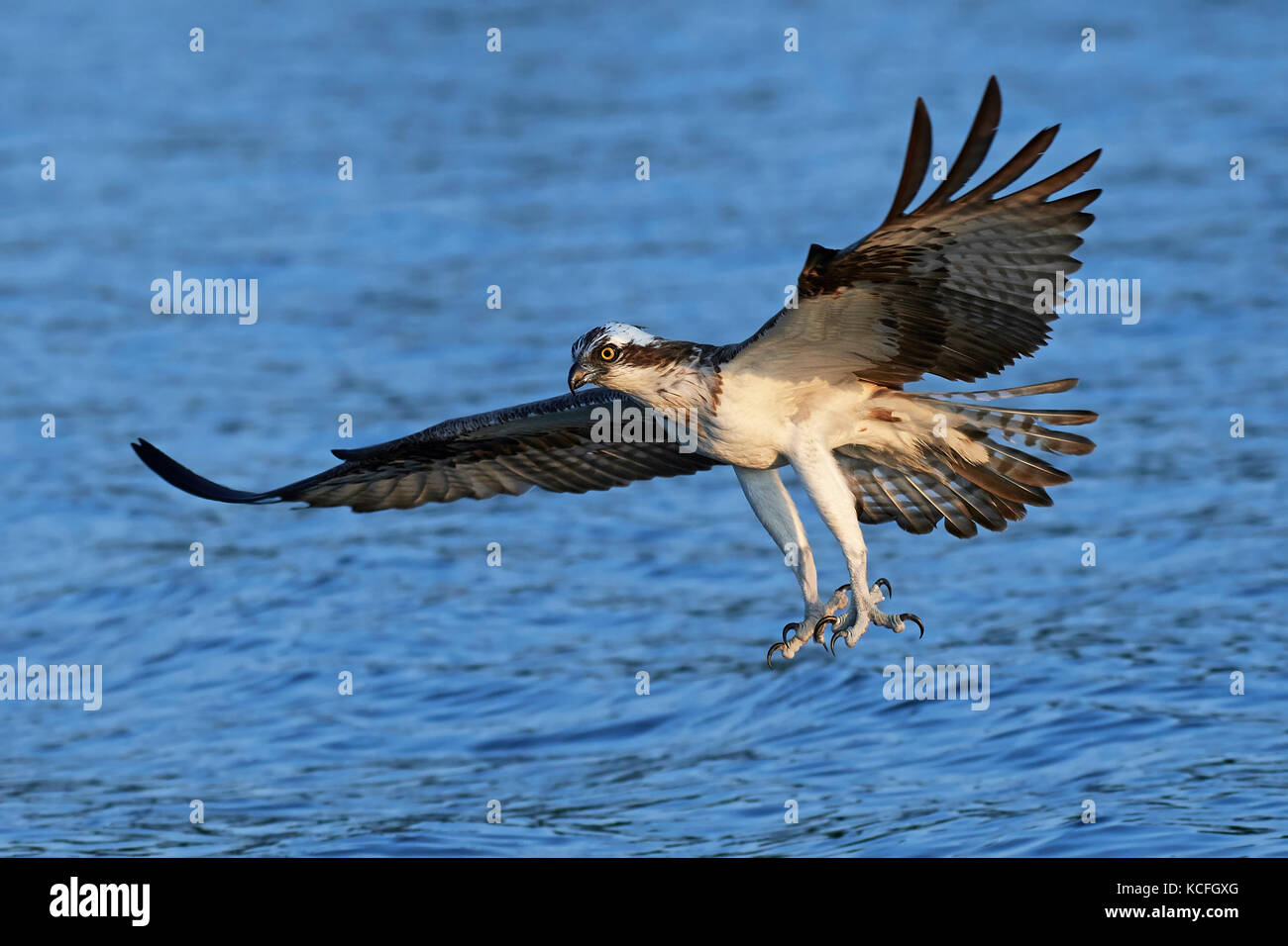 Osprey in flight with blue water in the background Stock Photo - Alamy