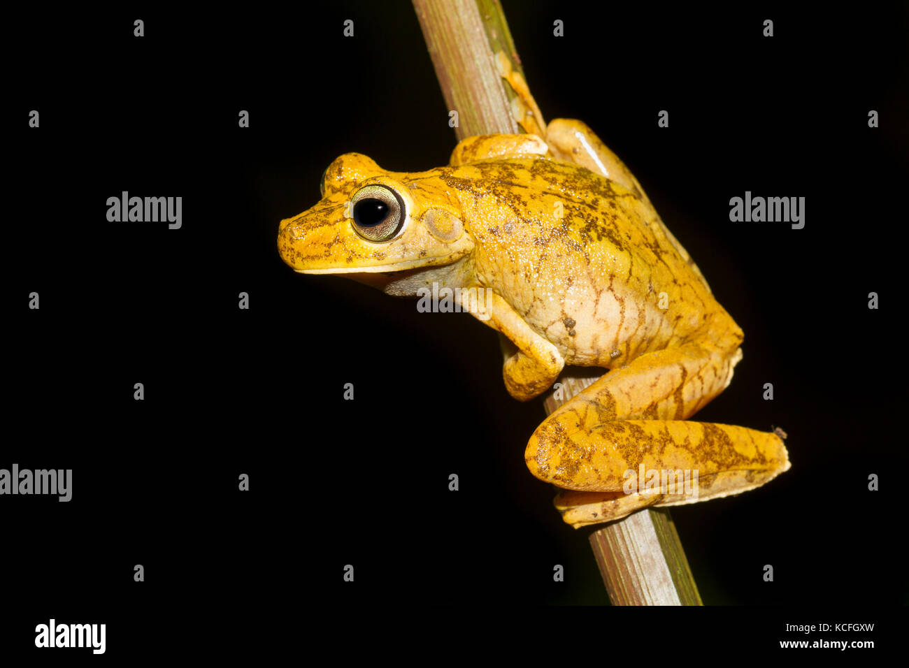 Gladiator Frog, Hypsiboas rosenbergi, Central America, Costa Rica Stock Photo