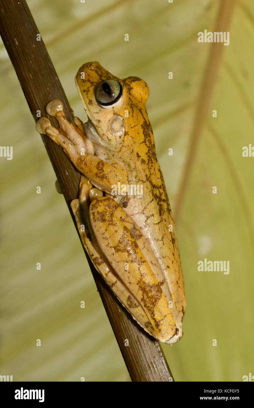 Gladiator Frog, Hypsiboas rosenbergi, Costa Rica, Central America Stock Photo