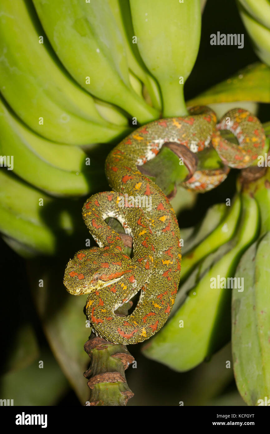 Eyelash Viper,  Bothriechis schlegelii, Central America, Costa Rica Stock Photo