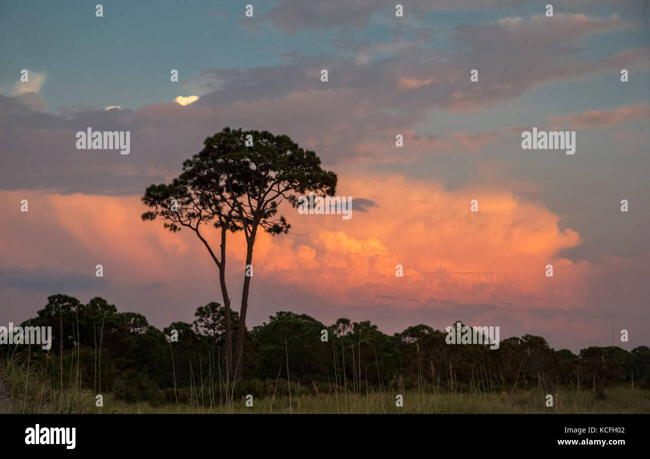 Tree silhouetted aganist sunset sky in Venice FLorida Stock Photo