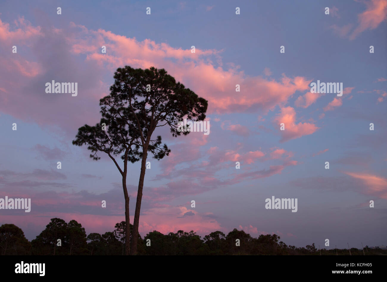 Tree silhouetted aganist sunset sky in Venice FLorida Stock Photo