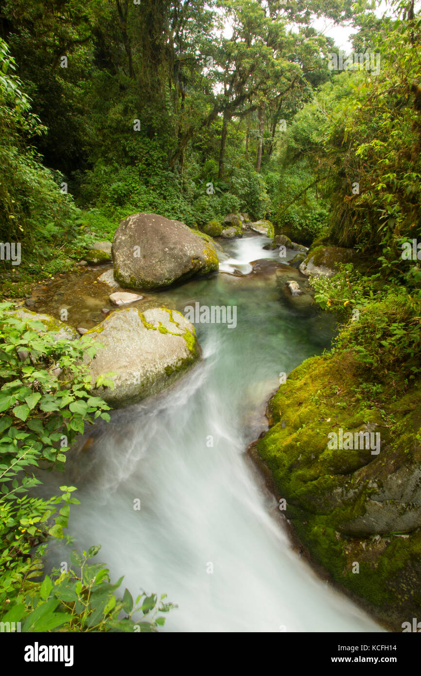 Rainforests of central america hi-res stock photography and images - Alamy