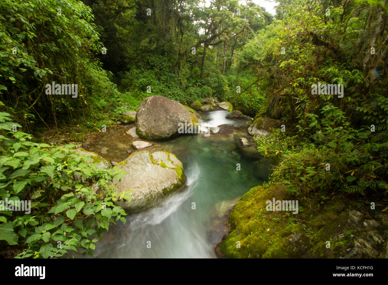 Rainforests central america hi-res stock photography and images - Alamy