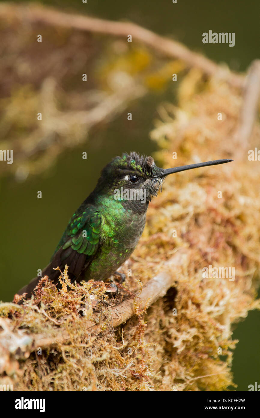Magnificant Hummingbird, Eugenes fulgens, Central America, Costa Rica Stock Photo