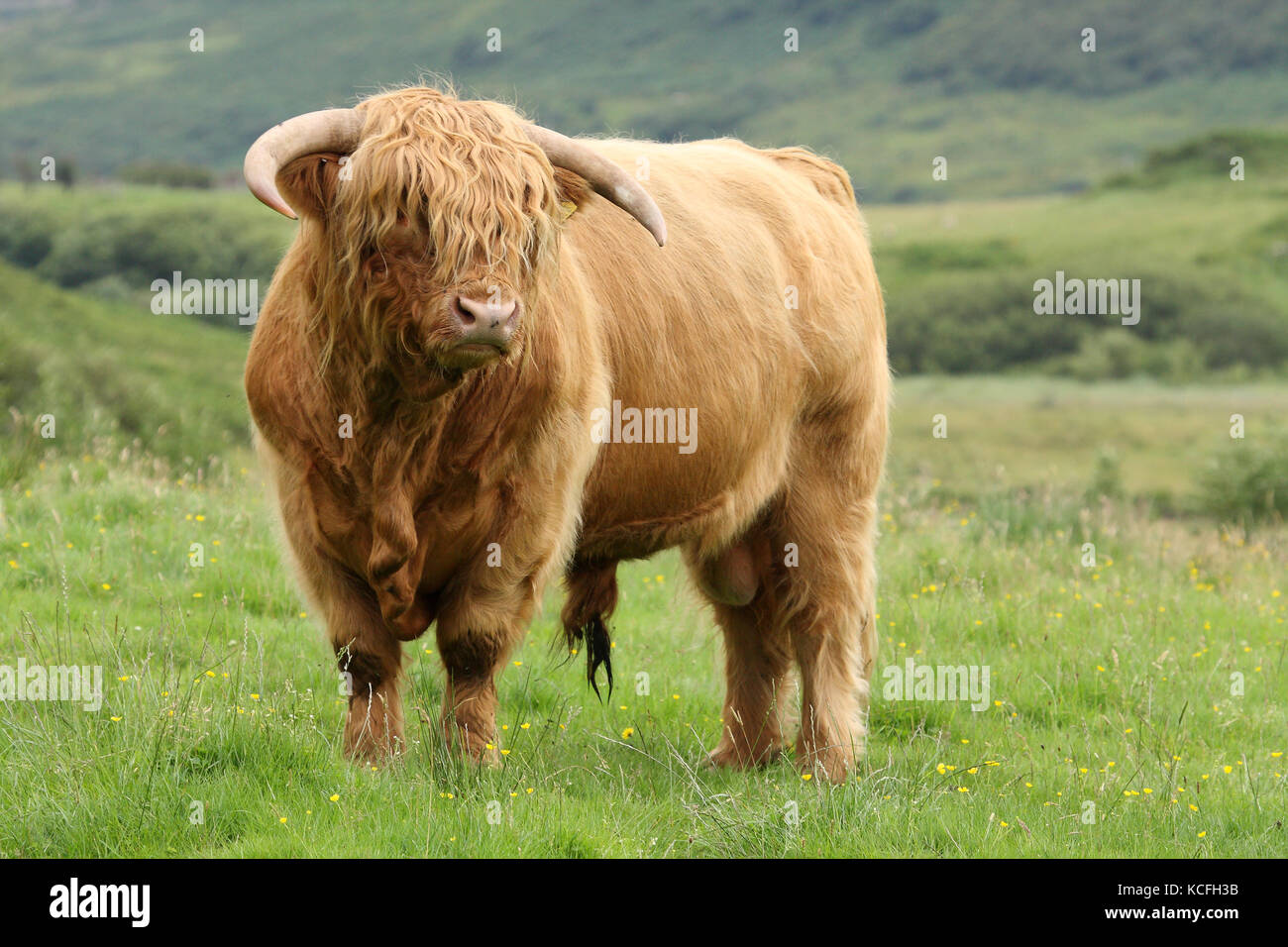 Highland bull (Heilan coo), Scotland. UK. Stock Photo