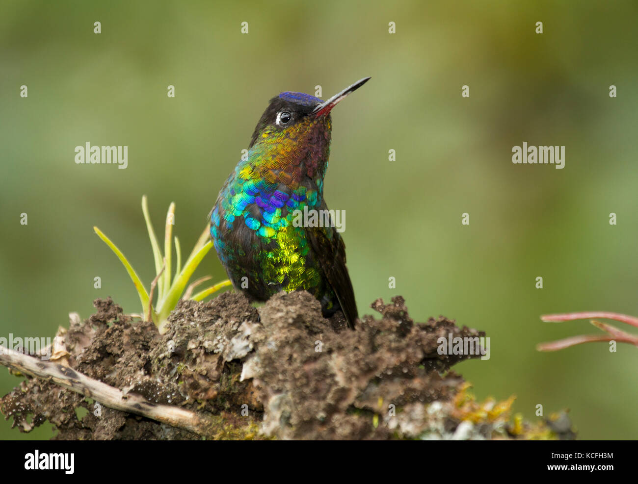 fiery-throated hummingbird, Panterpe insignis, Central America, Costa Rica Stock Photo