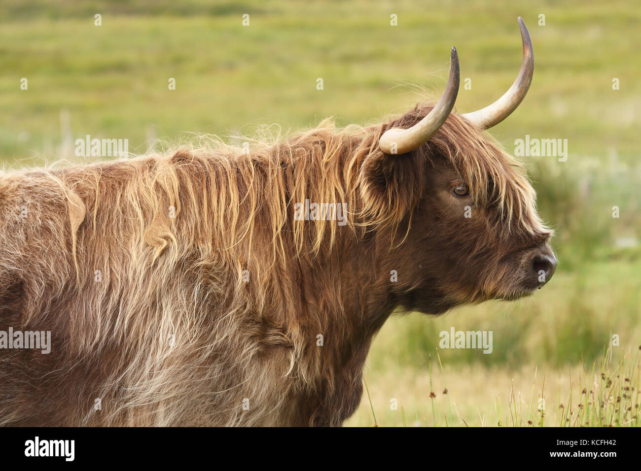Highland cow (Heilan coo), Scotland. UK. Stock Photo