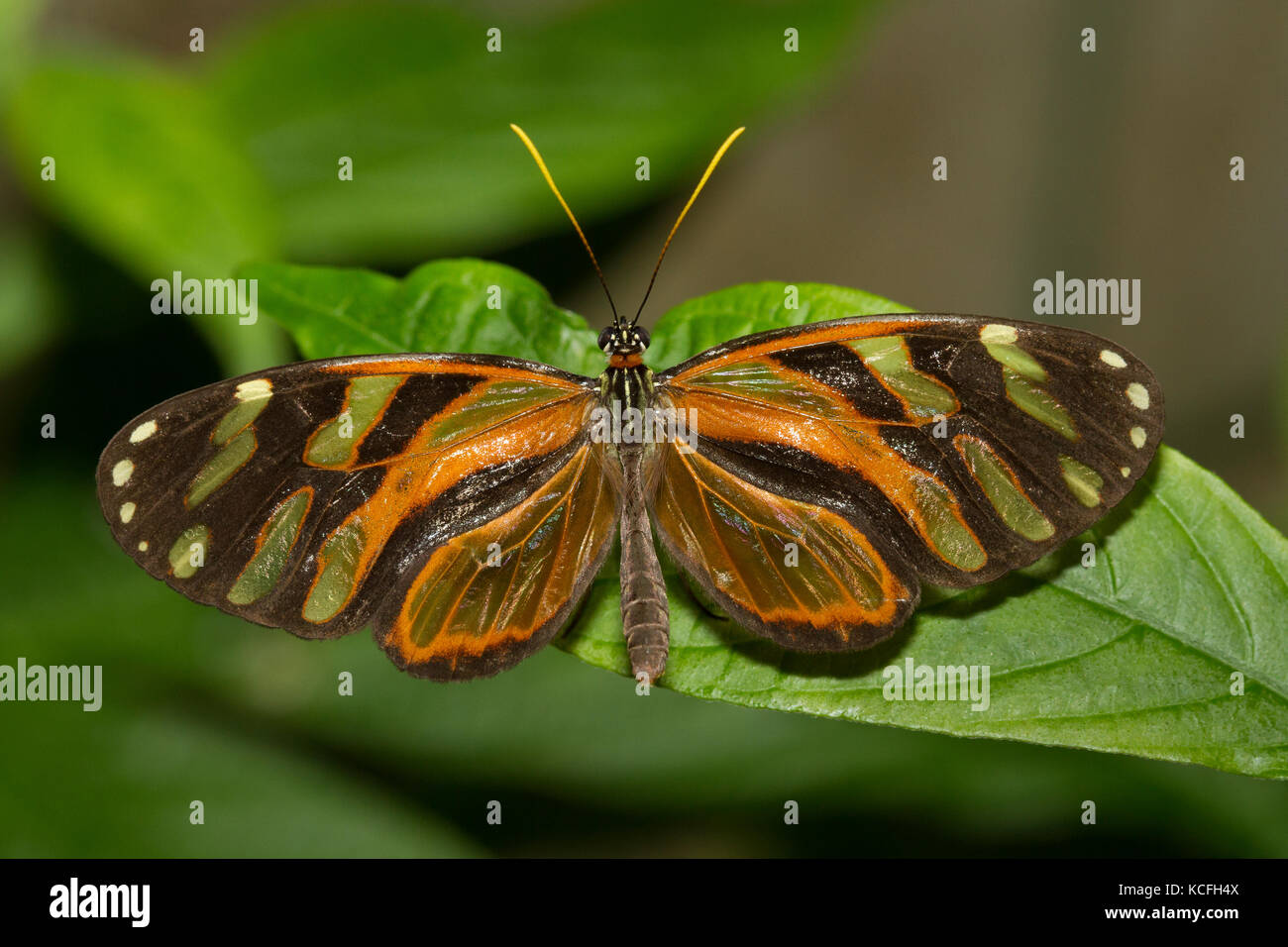 lepidoptera, Butterfly,  Costa Rica, Central America Stock Photo