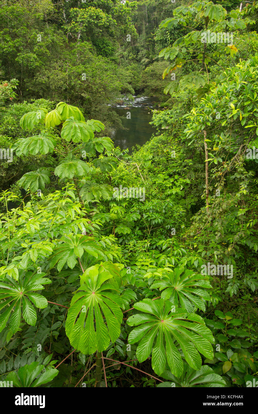 Tropical Rainforest, Arenal, Central America, Costa Rica, River Stock Photo