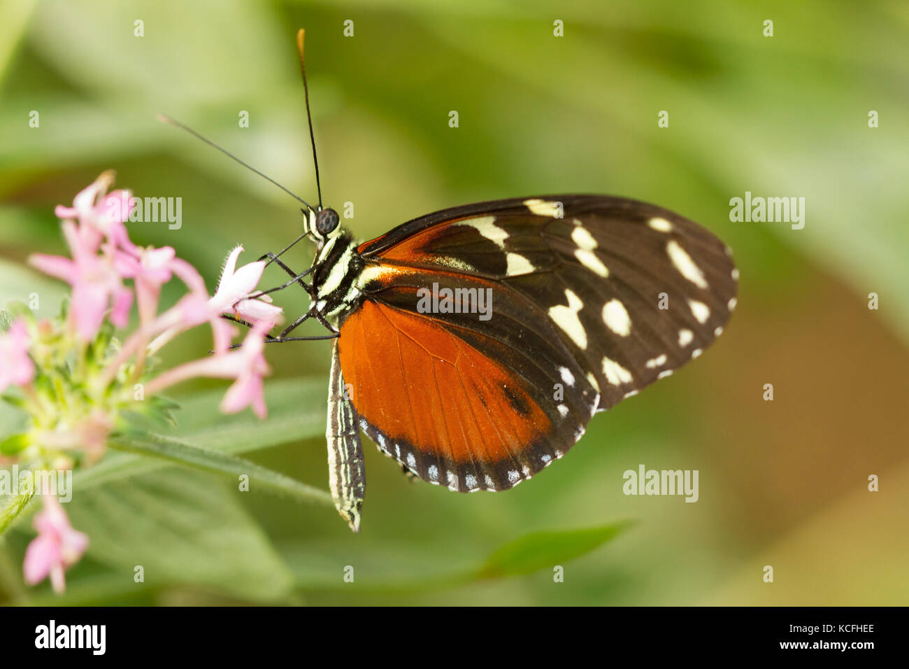 Cream-spotted Longwing, Tithorea tarricina, Butterfly, Central America, Costa Rica Stock Photo