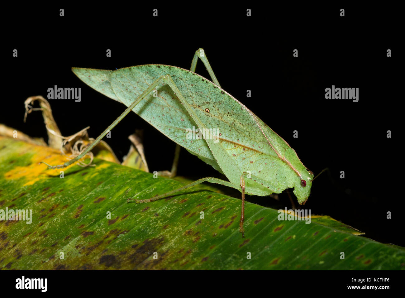 leaf-mimic, Katydid, Central America, Costa Rica Stock Photo