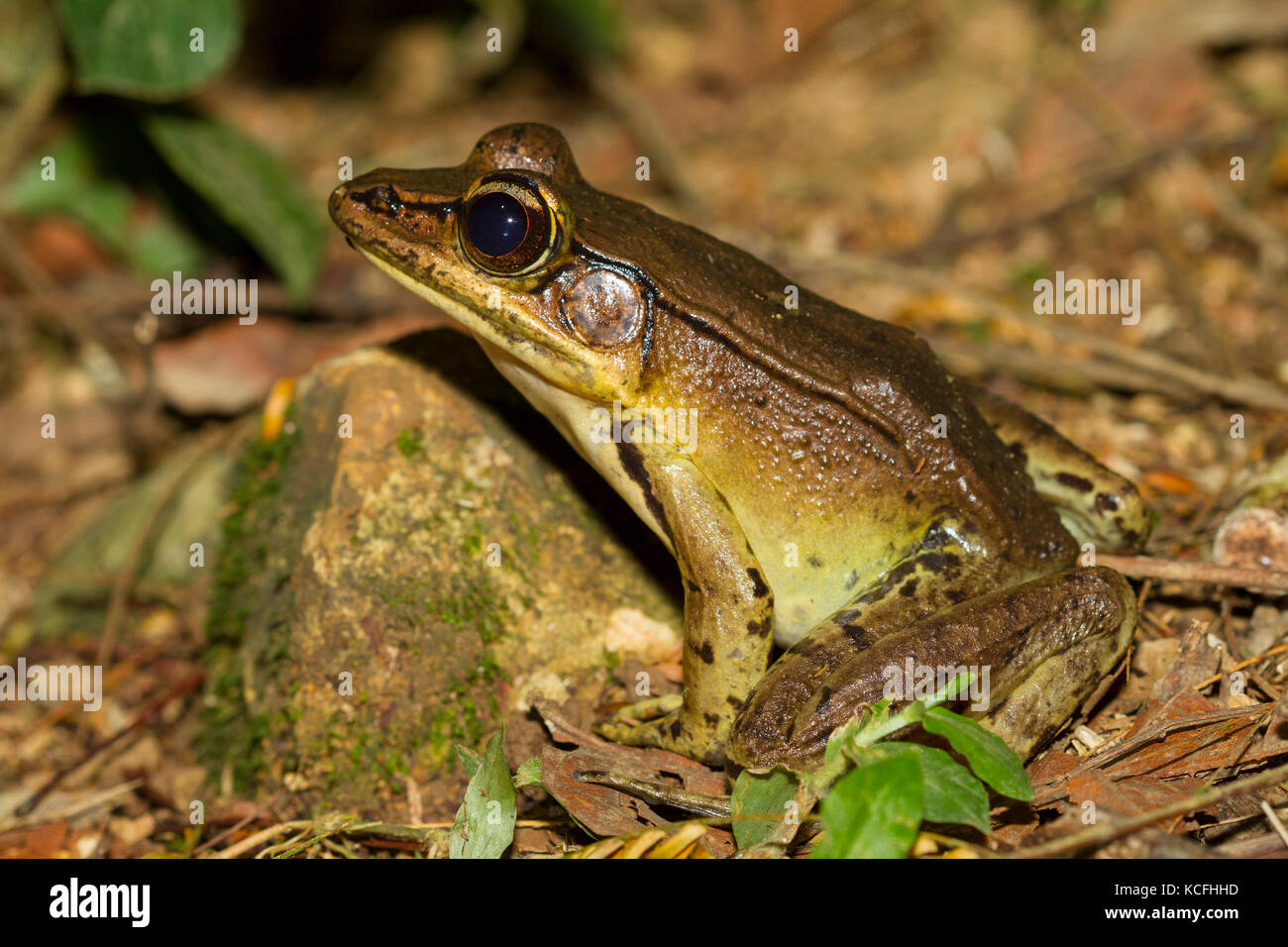 Vallient's Frog, Rana vaillanti, Central America, Costa Rica Stock Photo