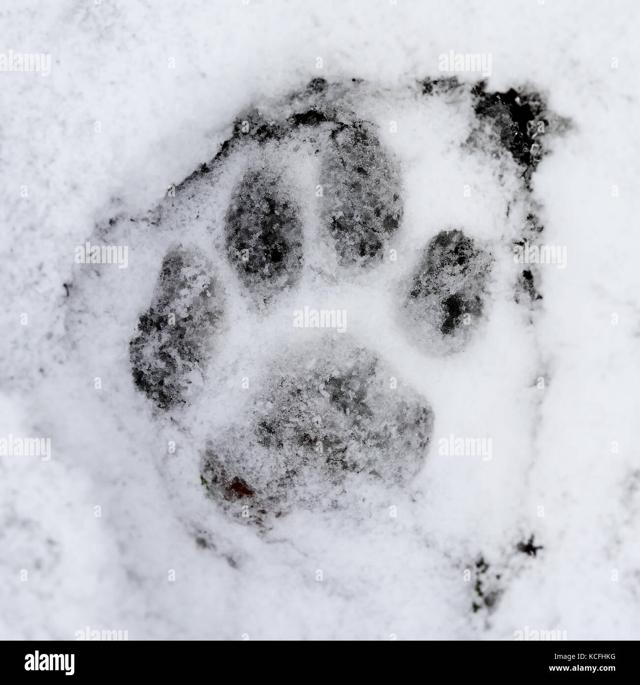 Wildcat (Felis silvestris) foot print on the snow Stock Photo