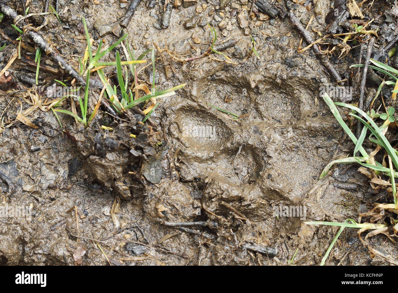 Iberian wolf (Canis lupus signatus) tracks Stock Photo