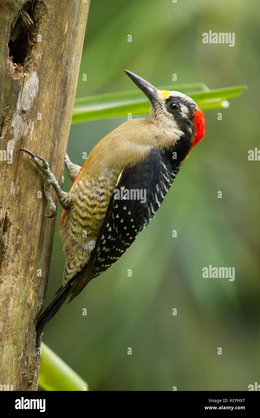 Black-cheeked woodpecker, Central America, Costa Rica, Melanerpes pucherani Stock Photo