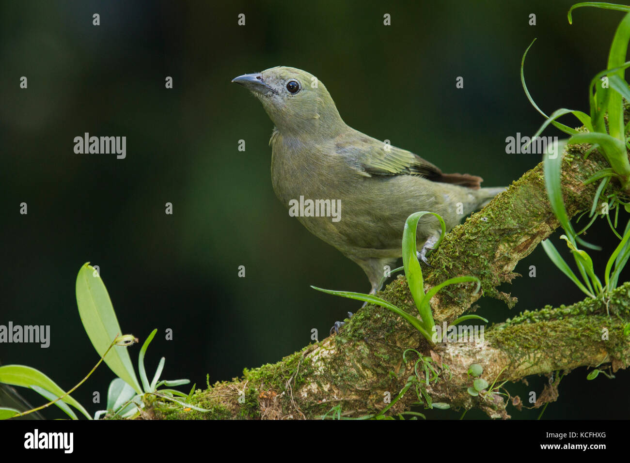 Palm Tanager, Thraupis palmarum, Costa Rica, Central America Stock Photo