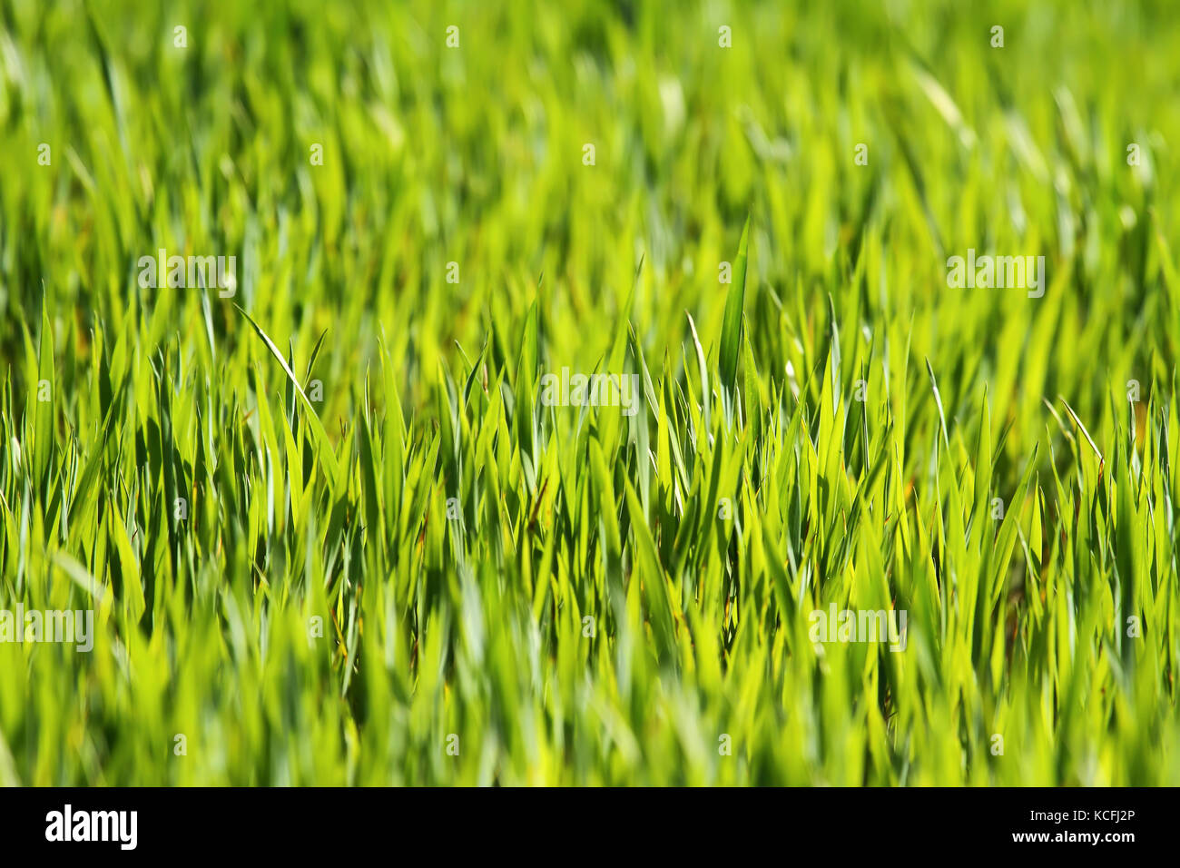 Green grass shining with the sun Stock Photo