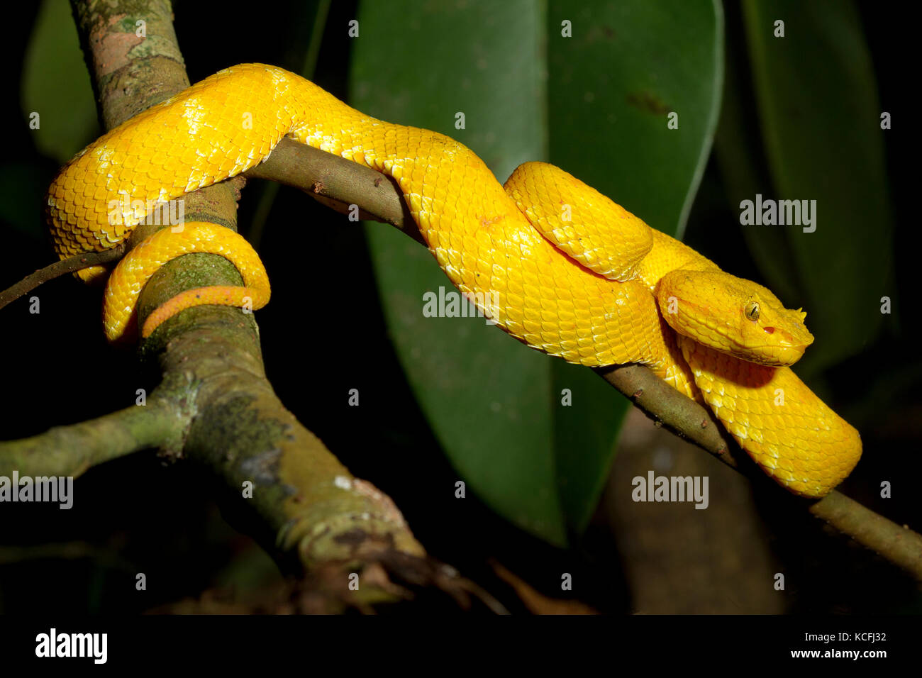 Eyelash Viper, Bothriechis schlegelii, Central America, Costa Rica Stock Photo