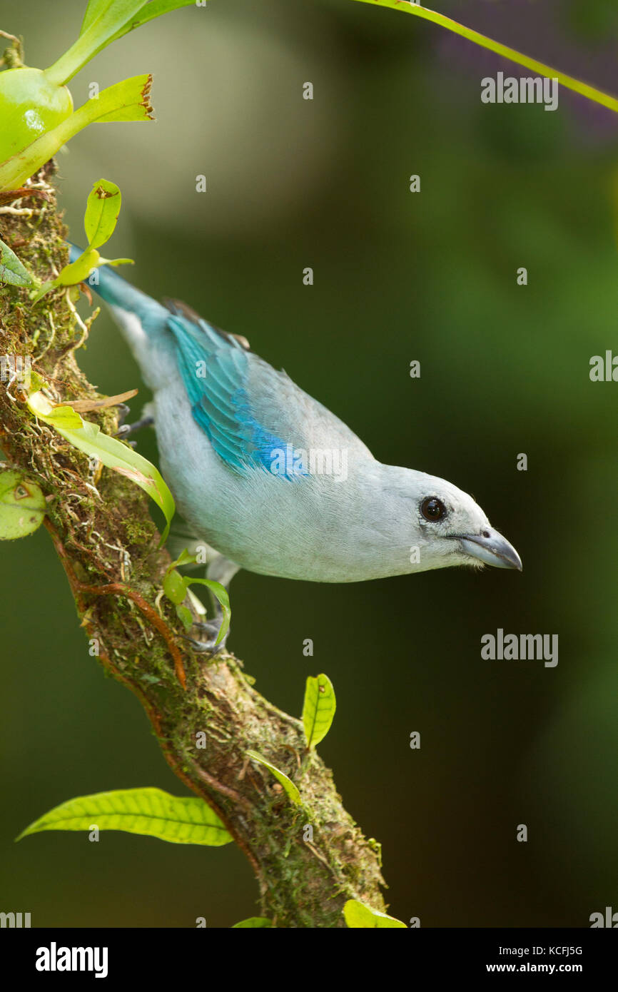 Blue-grey tanager, Thraupis episcopus, Costa Rica, Central America Stock Photo