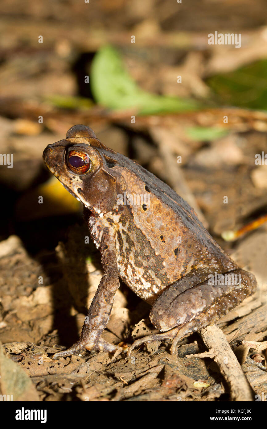 Wet Forest Toad,Bufo melanochlorus, amphibian, Central America, Costa Rica Stock Photo