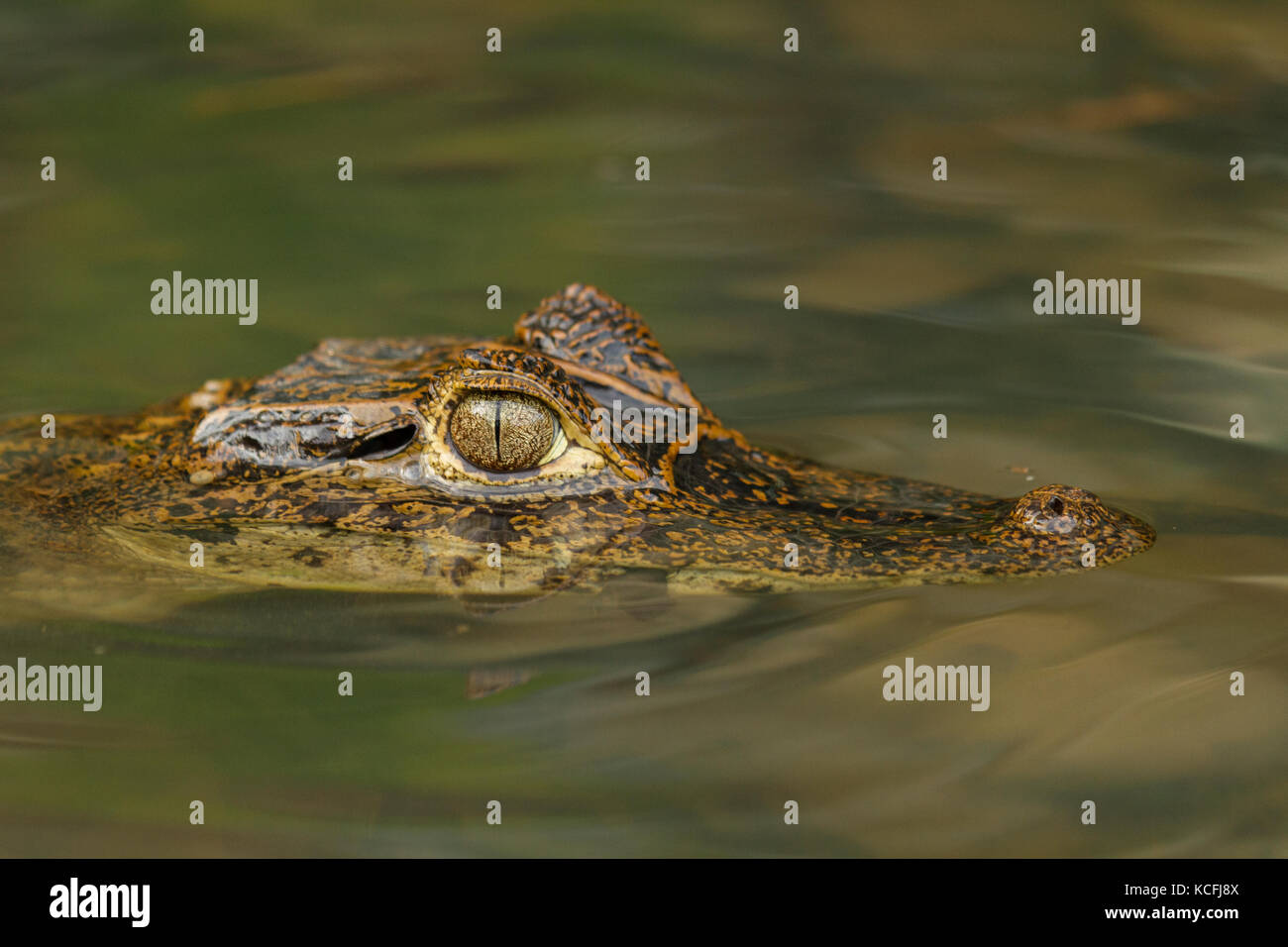 Spectacled Caiman, Caiman crocodilus, Central America, Costa Rica, reptiles Stock Photo