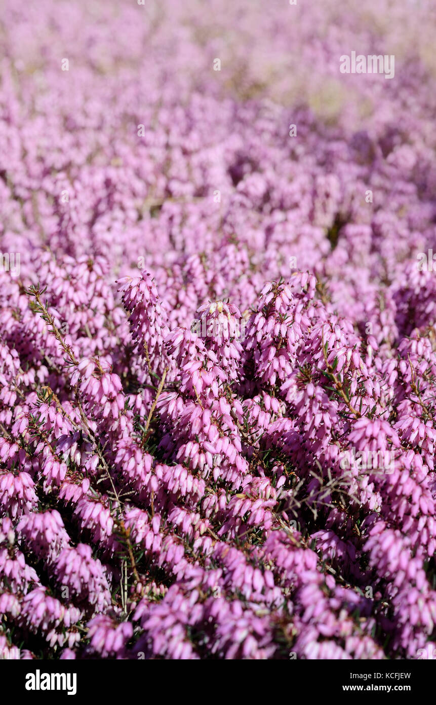 Beautiful purple heather cover in a field full of spring sunlight. Soft focused natural seasonal background Stock Photo