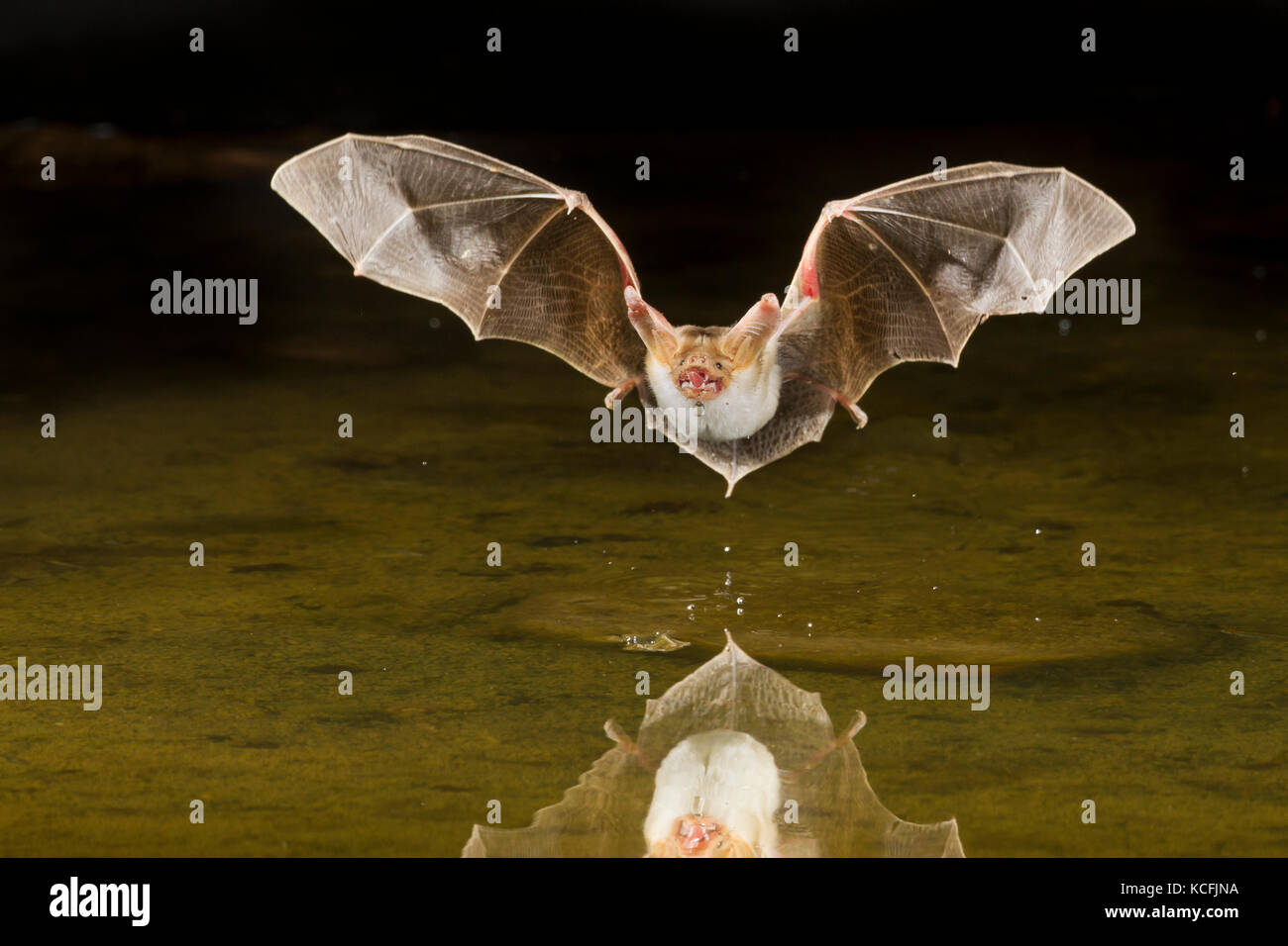 Pallid bat hi-res stock photography and images - Alamy