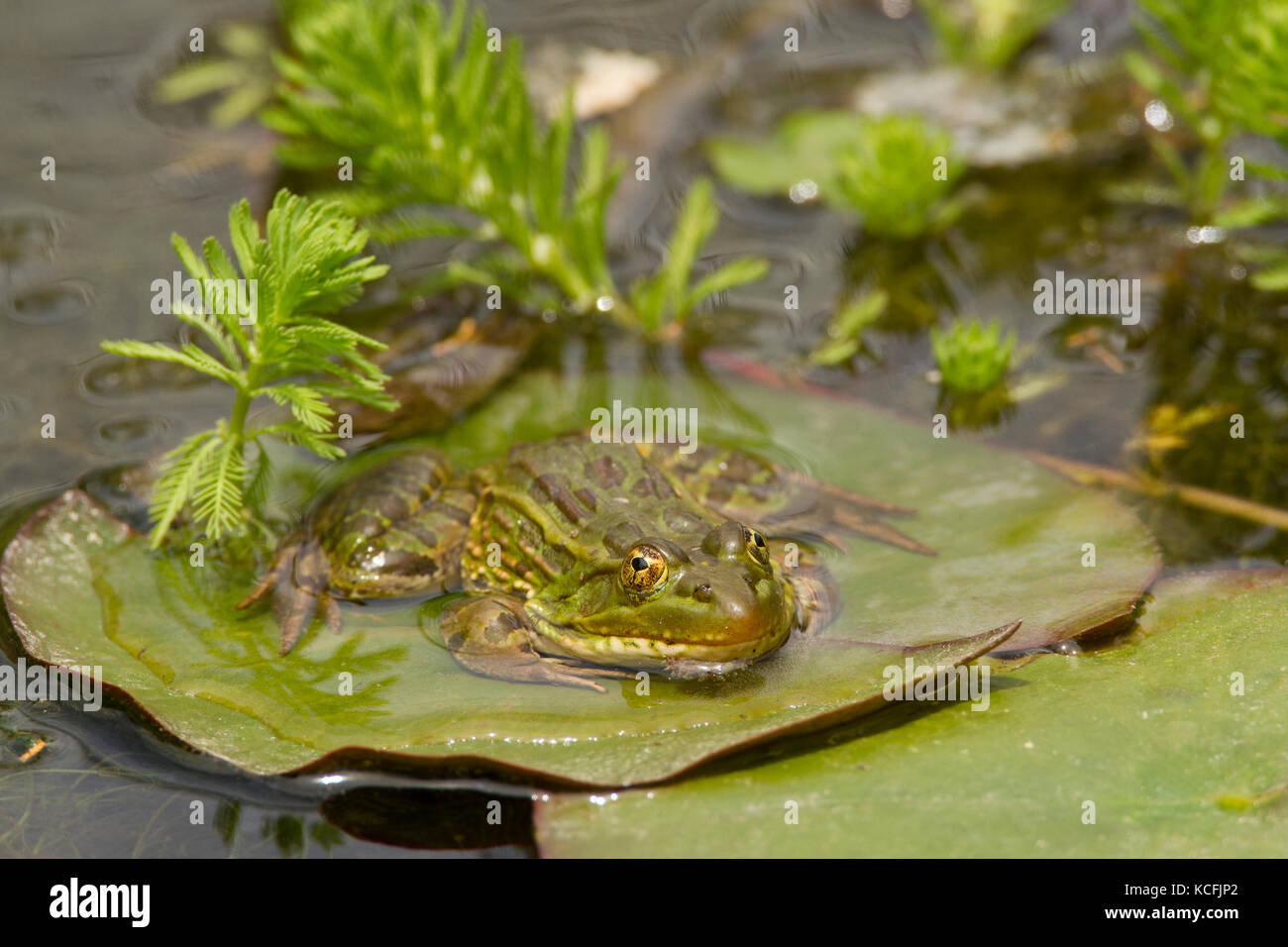Chiracuah Leopard Frog, Chiricuah Leapard Frog, Sonoran Desert, United States, USA Stock Photo