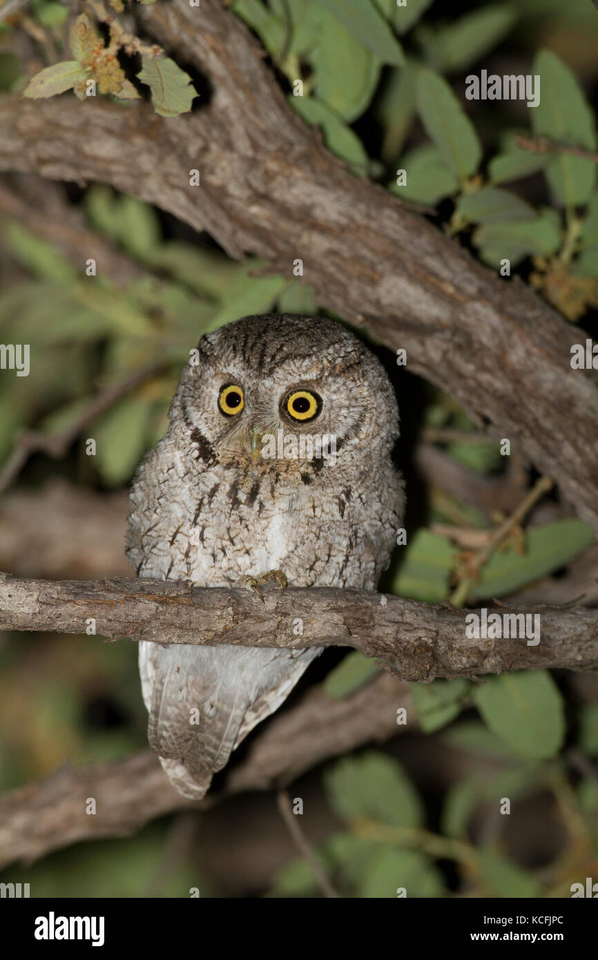Whiskered Screech Owl, Megascops trichopsis, Sonoran Desert, Arizona, United States, USA, Stock Photo
