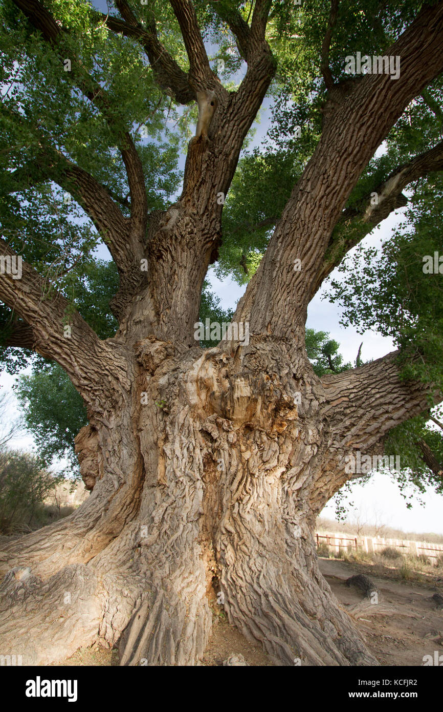 Cottonwood tree, Arizona, Sonoran Desert, United States, USA Stock Photo