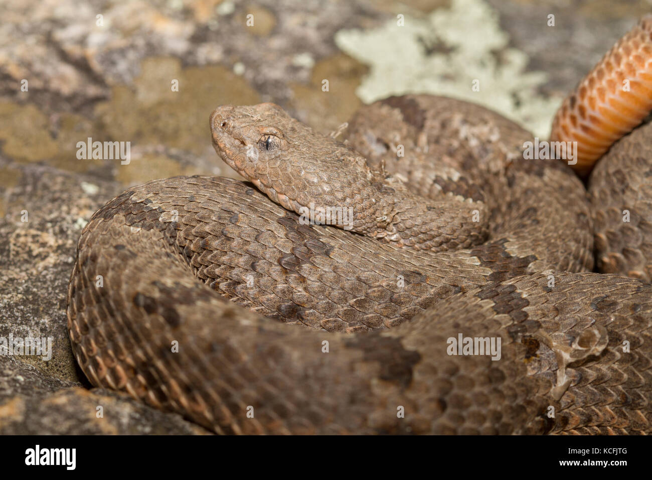 Banded Rock Rattlesnake, Crotalus lepidus klauberi, Miller Canyon ...