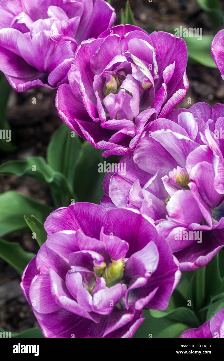 Garden tulip hires stock photography and images Alamy
