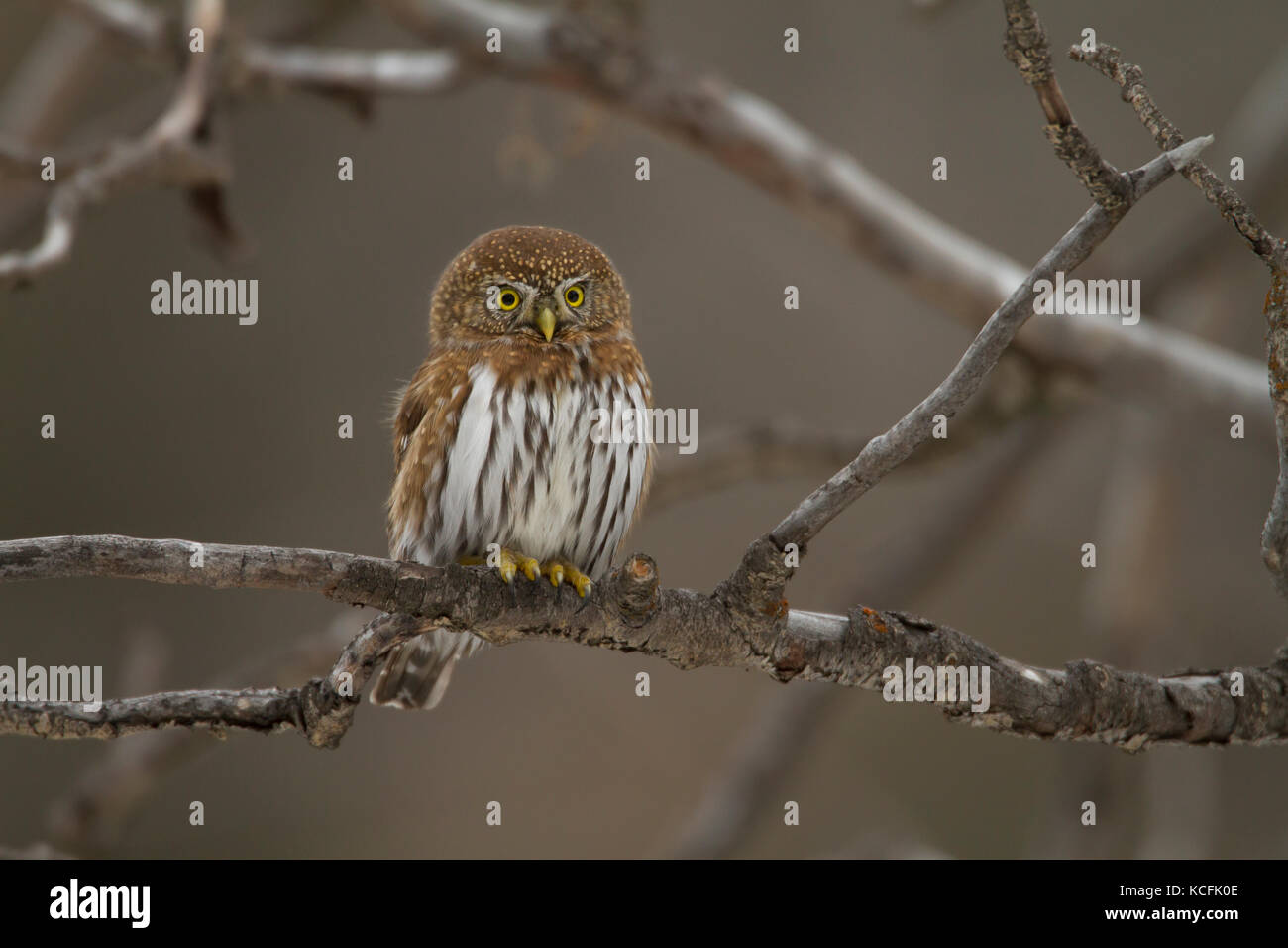 Northern Pygmy Owl, Glaucidium gnoma gnoma, Lillooet, British Columbia, Canada Stock Photo