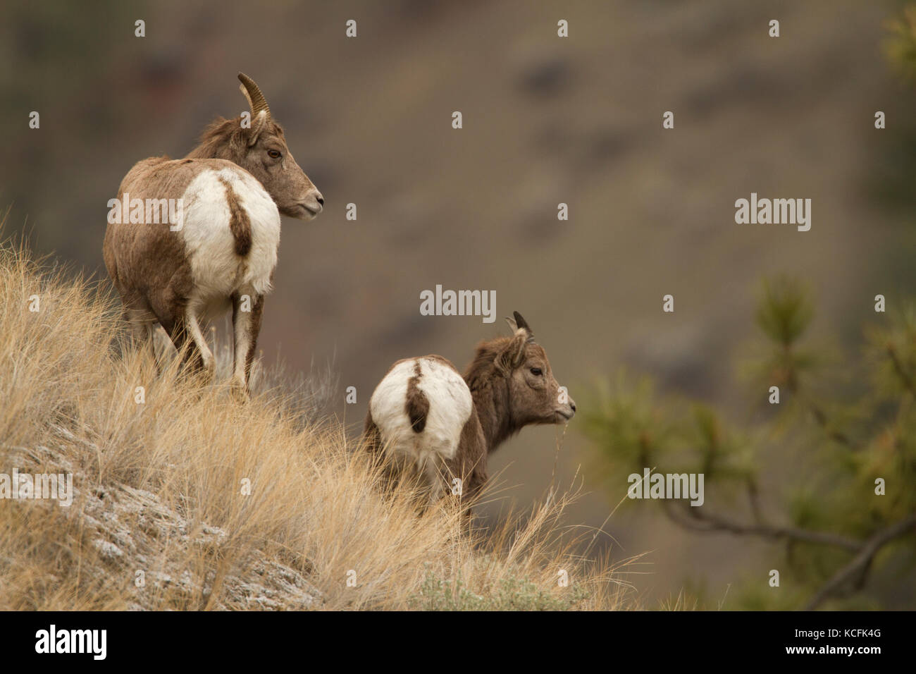 Bighorn Sheep, Ovis canadensis, Lillooet,  Canada, Lillooet, British Columbia, Canada Stock Photo