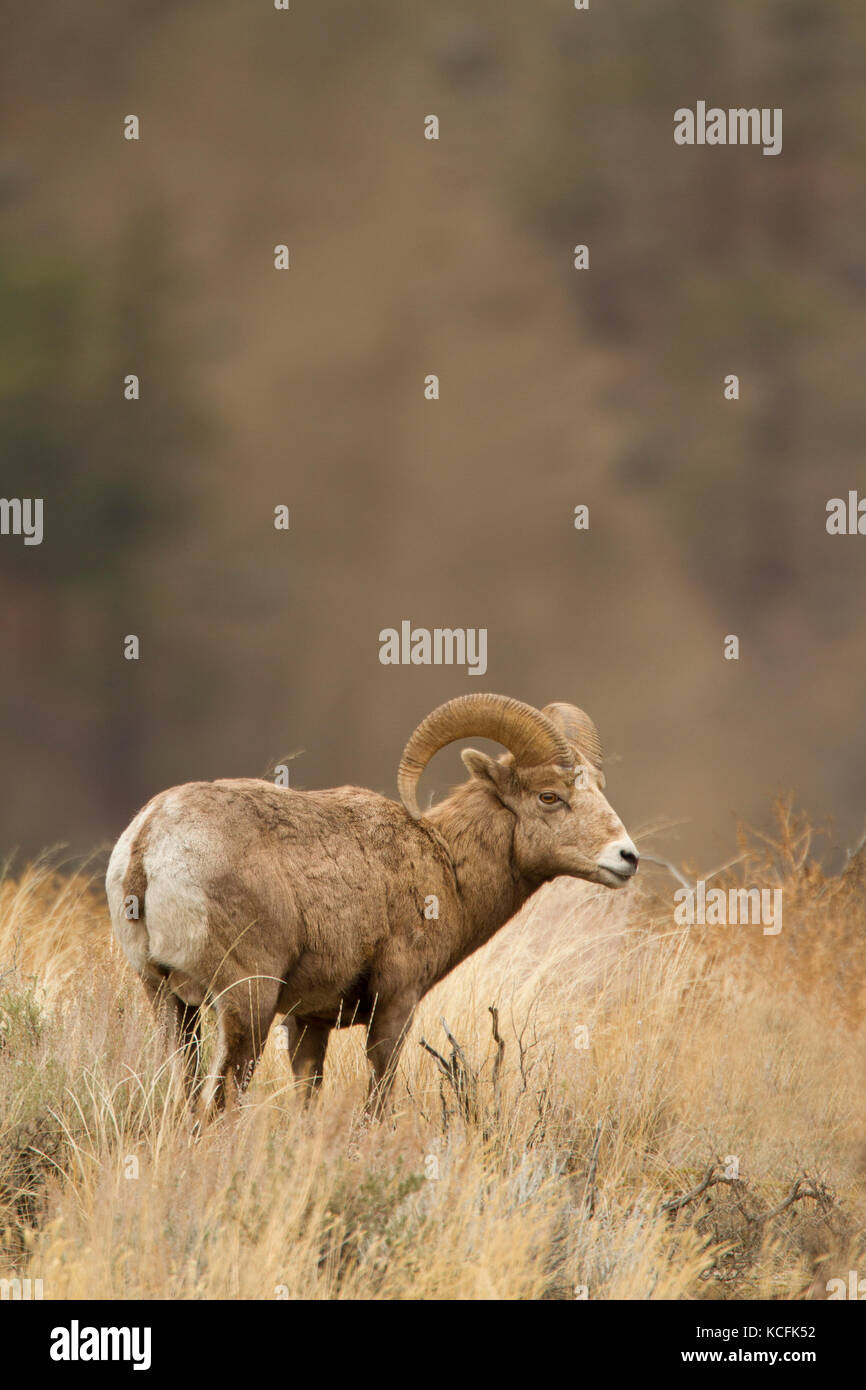 Bighorn Sheep, Ovis canadensis, Lillooet,  Canada, Lillooet, British Columbia, Canada Stock Photo