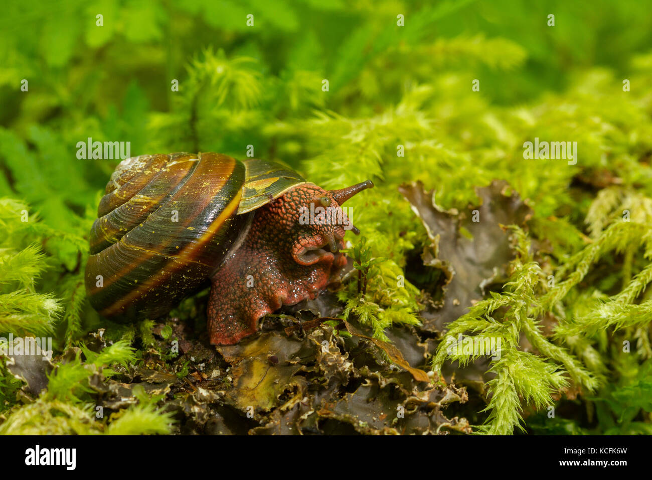 Pacific Sideband Snail, Monadenia fidelis, Clowholm Lake, Sunshine Coast, British Columbia, Canada Stock Photo