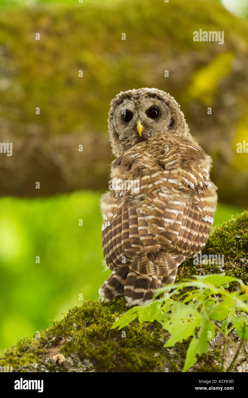 Barred Owl,  Strix varia, Gary Oak habitat, British Columbia, Canada Stock Photo