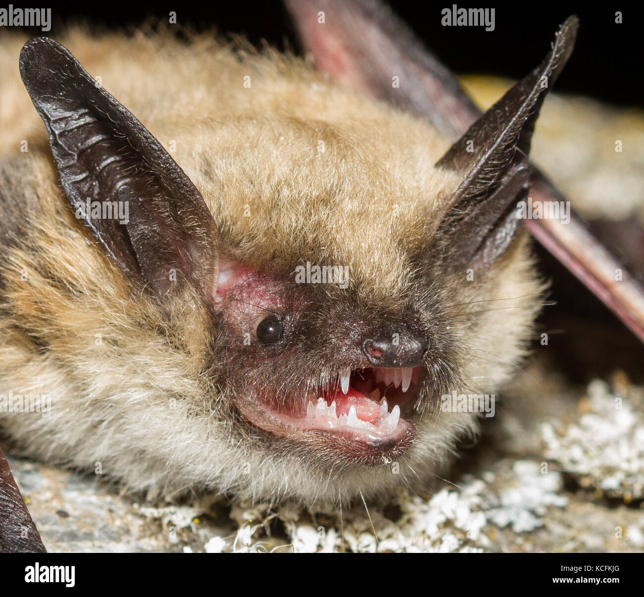 Close up of Spotted Bats in Lillooet, British Columbia, Grasslands