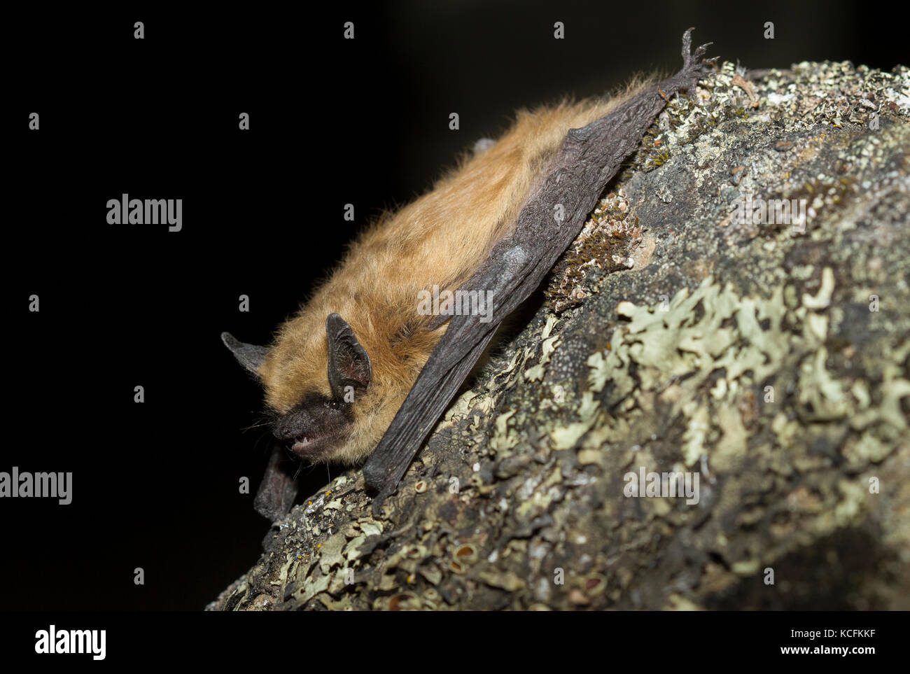 Close up of Spotted Bats in Lillooet, British Columbia, Grasslands Stock Photo