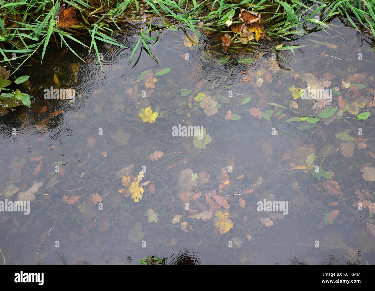 Leaves underneath the surface of a canal  in burrs country park bury lancashire uk Stock Photo
